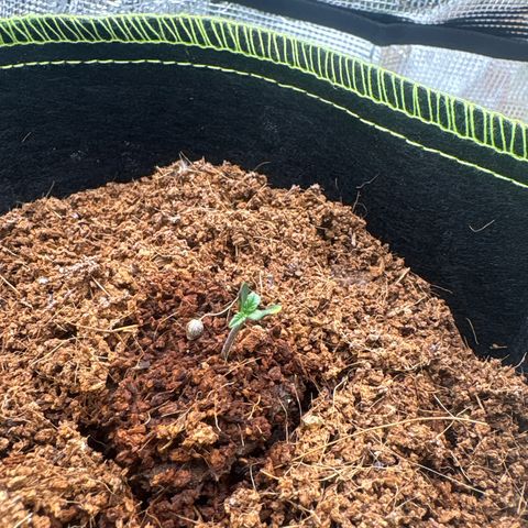 Northern Light Auto growlog photo: Leaves opened 