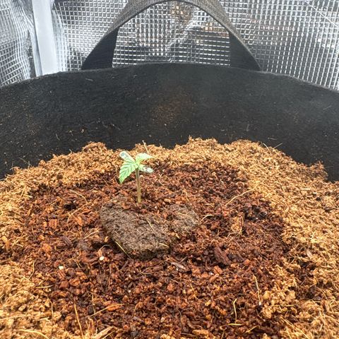 Northern Light Auto growlog timeline photo