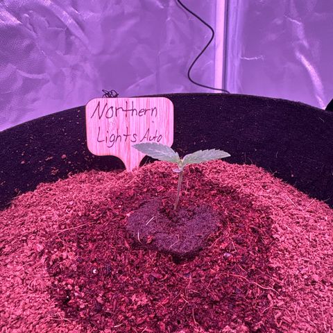 Northern Light Auto growlog timeline photo
