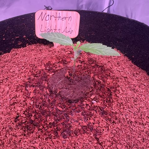 Northern Light Auto growlog timeline photo