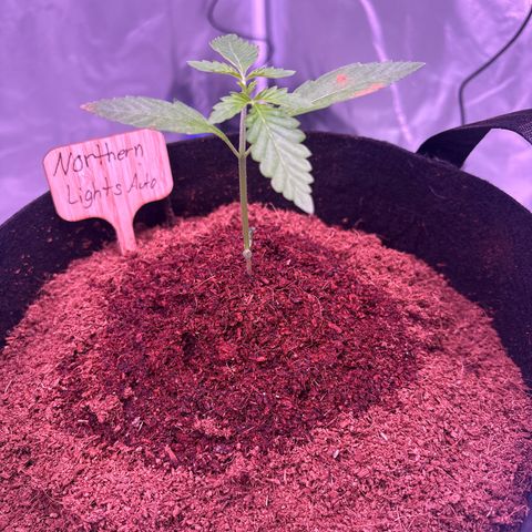 Northern Light Auto growlog timeline photo
