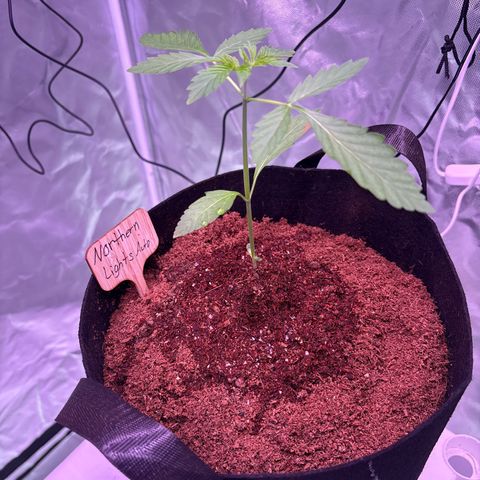 Northern Light Auto growlog timeline photo