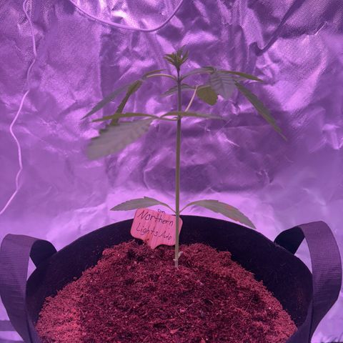 Northern Light Auto growlog timeline photo