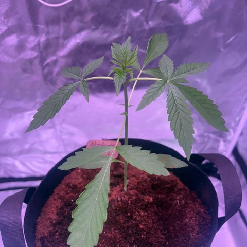Northern Light Auto growlog timeline photo