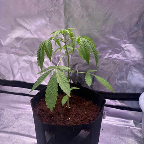 Northern Light Auto growlog timeline photo