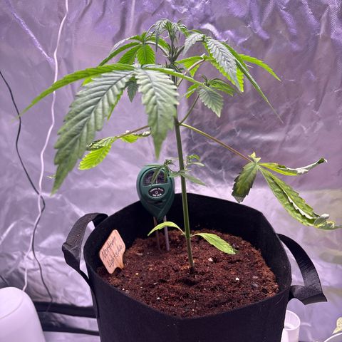 Northern Light Auto growlog timeline photo
