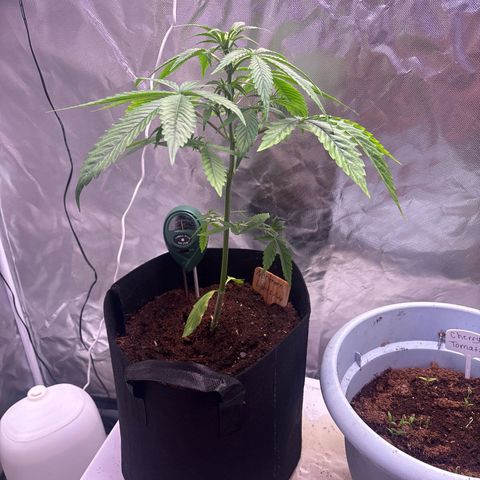 Northern Light Auto growlog timeline photo