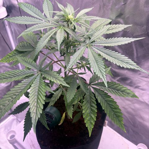 Northern Light Auto growlog timeline photo
