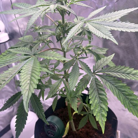 Northern Light Auto growlog timeline photo