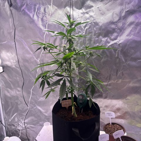 Northern Light Auto growlog timeline photo