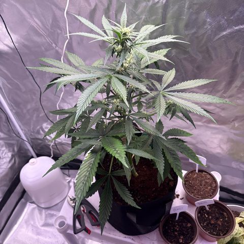 Northern Light Auto growlog timeline photo