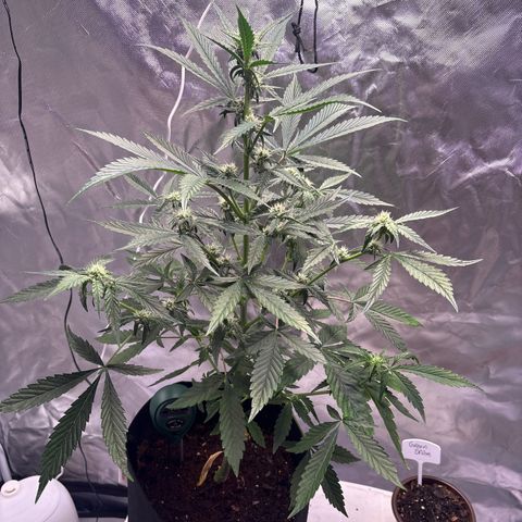 Northern Light Auto growlog timeline photo