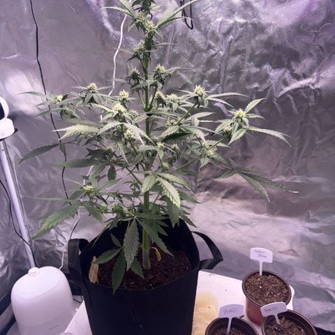 Northern Light Auto growlog timeline photo