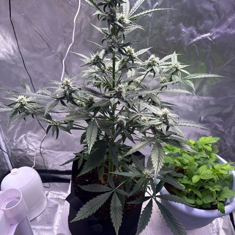Northern Light Auto growlog photo: Water 