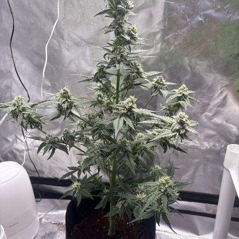 Northern Light Auto growlog timeline photo