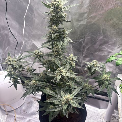 Northern Light Auto growlog timeline photo