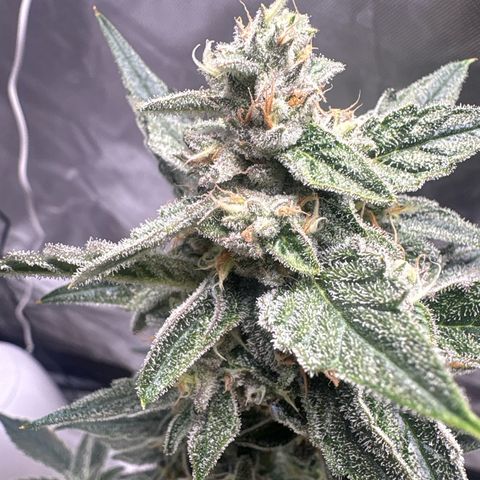 Northern Light Auto growlog timeline photo