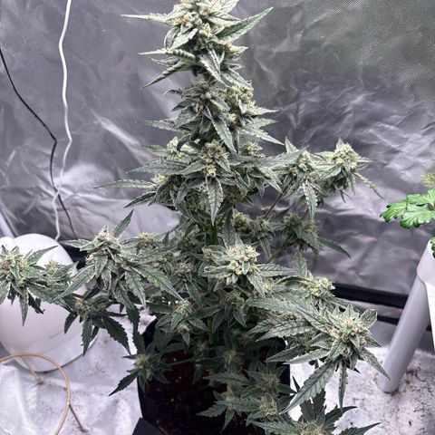 Northern Light Auto growlog timeline photo