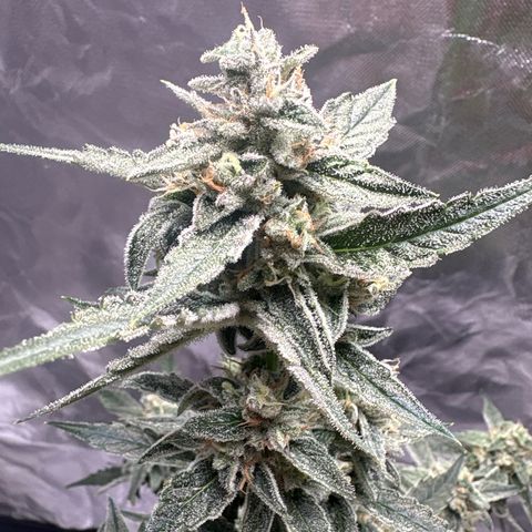 Northern Light Auto growlog timeline photo