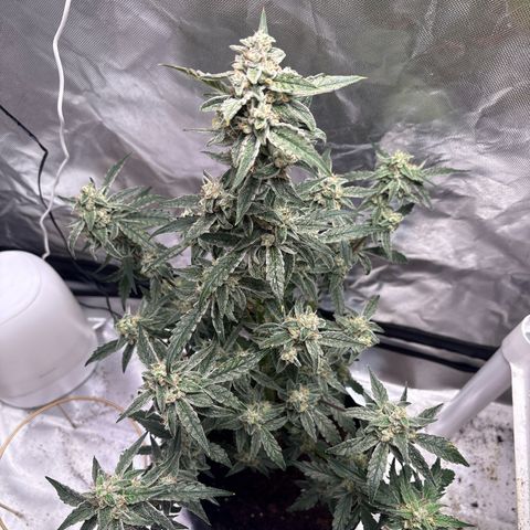Northern Light Auto growlog timeline photo