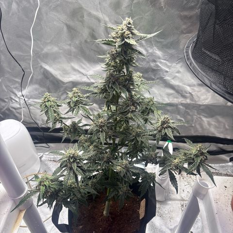 Northern Light Auto growlog photo: Trim trim 