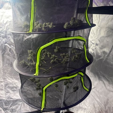 Northern Light Auto growlog photo: Trim trim 