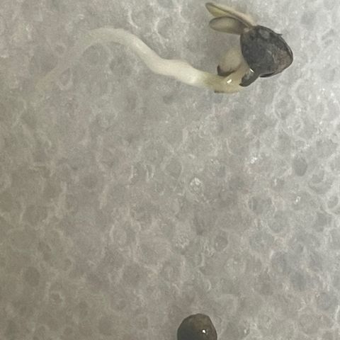 Tangie growlog photo: Germination to planted seedling in <56 hours