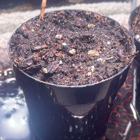 Tangie growlog photo: Germination to planted seedling in <56 hours