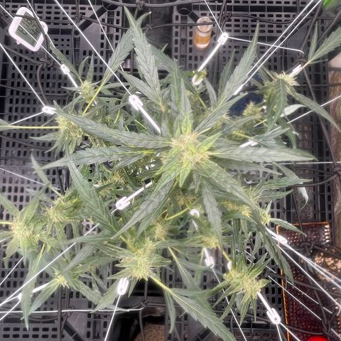 Tangie growlog timeline photo
