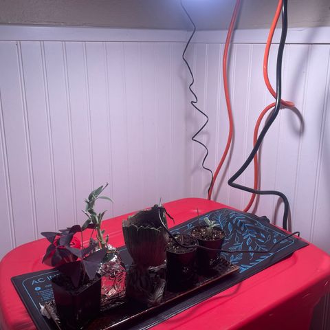 Tangie growlog photo: Tangerine Haze Seedling