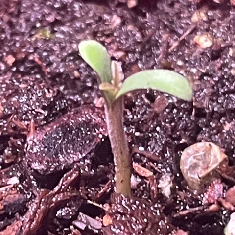 Tangie growlog photo: Tangerine Haze Seedling