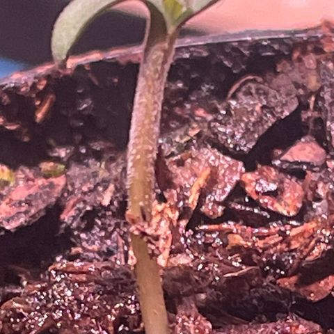 Tangie growlog photo: Tangerine Haze Seedling