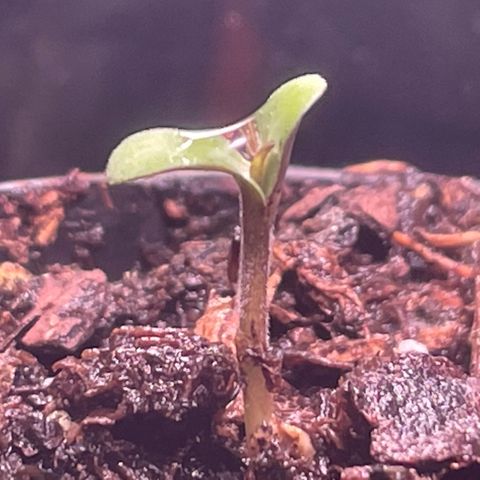 Tangie growlog photo: Tangerine Haze Seedling