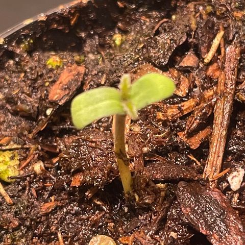 Tangie growlog photo: Tangerine Haze Seedling