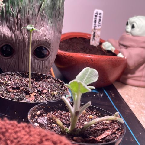 Tangie growlog photo: Tangerine Haze Seedling 2 1/8”
