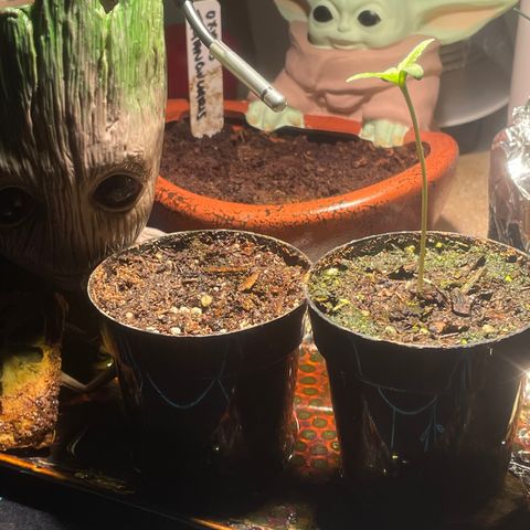 Tangie growlog photo: Tangerine Haze Seedling 2.5”ish