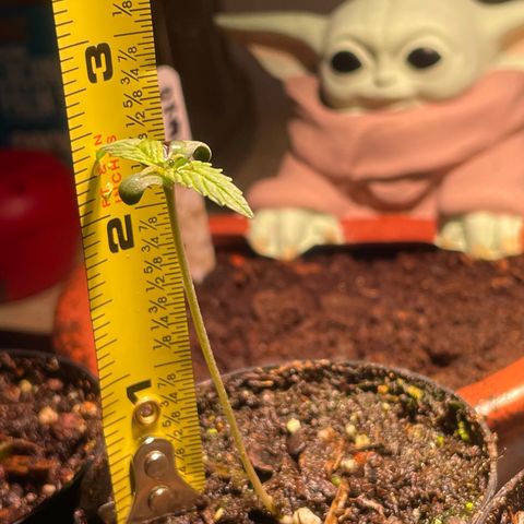 Tangie growlog photo: Tangerine Haze Seedling 2.5”ish