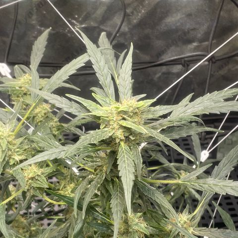 Tangie growlog photo: 23” Tall x 18” x 20”