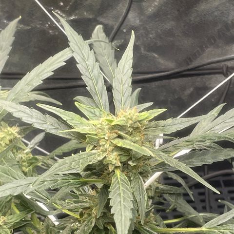 Tangie growlog timeline photo