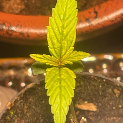 Tangie growlog photo: 2.75” Tall