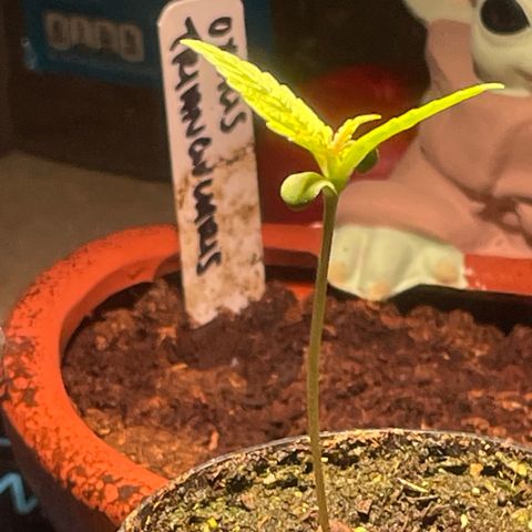 Tangie growlog photo: 2.75” Tall