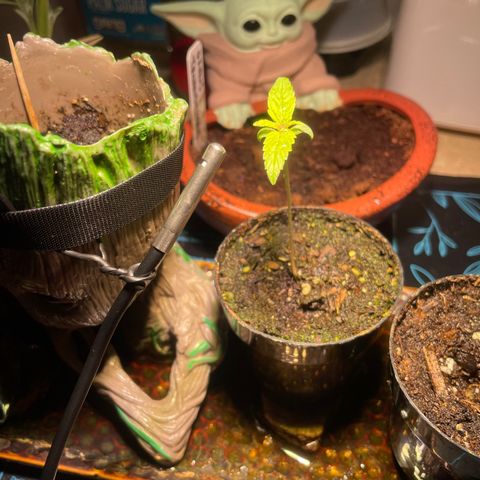 Tangie growlog photo: 2.75” Tall