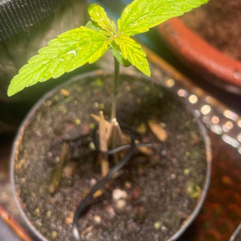 Tangie growlog photo: 2.75” Tall