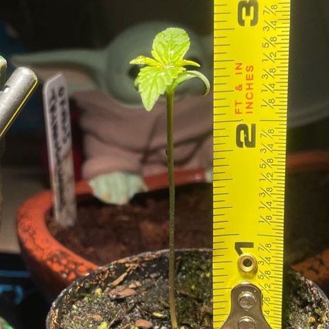 Tangie growlog photo: 2.75” Tall