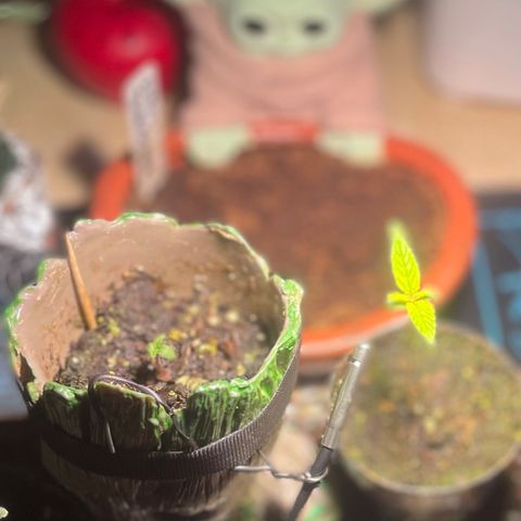Tangie growlog photo: 2.75” Tall