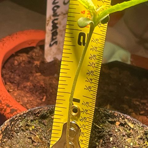 Tangie growlog photo: 2.75” Tall