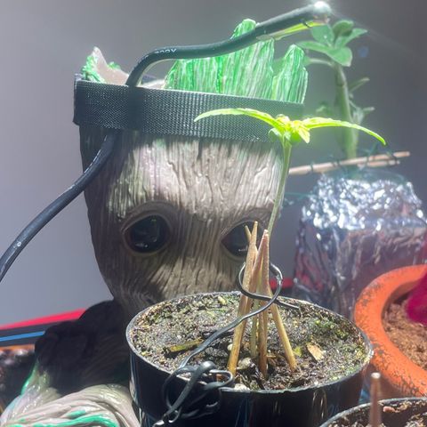 Tangie growlog timeline photo