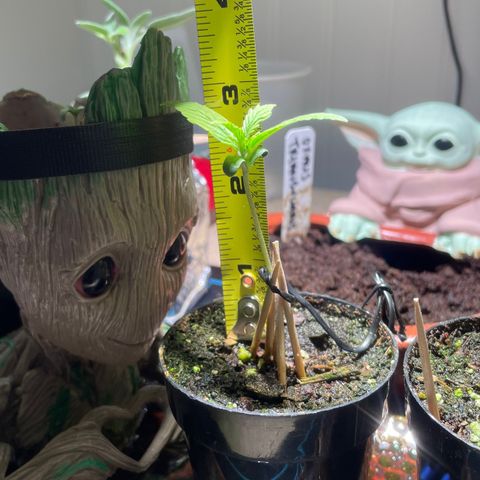 Tangie growlog timeline photo