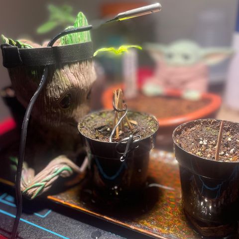 Tangie growlog timeline photo