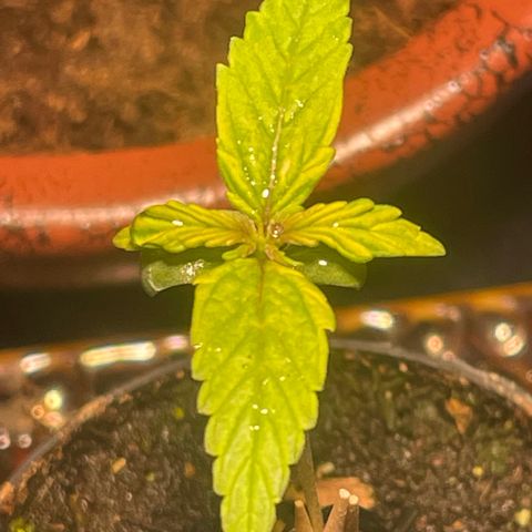 Tangie growlog timeline photo